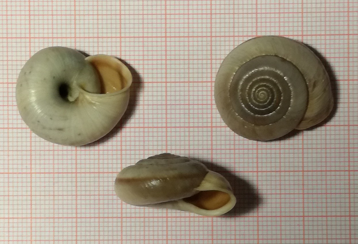 A caccia di Chilostoma nei dintorni del Pizzo Arera